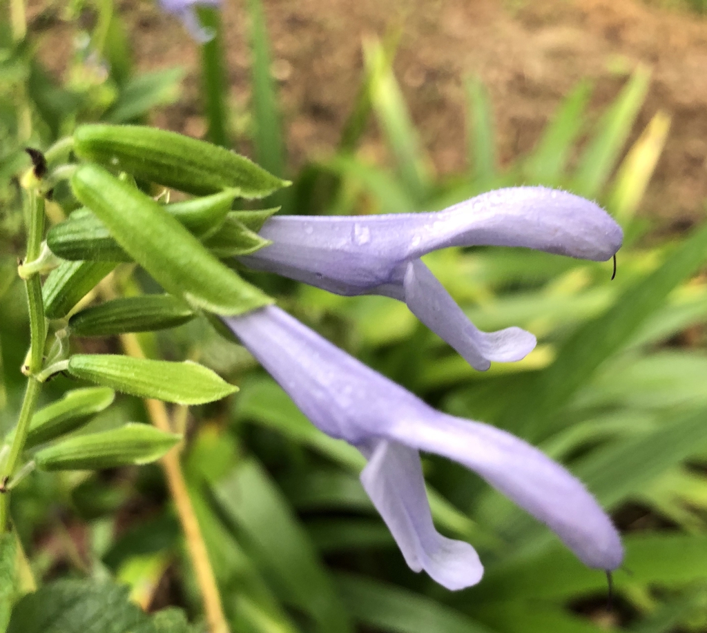Close-up of two pale purple, 2-lipped tubular flowers.