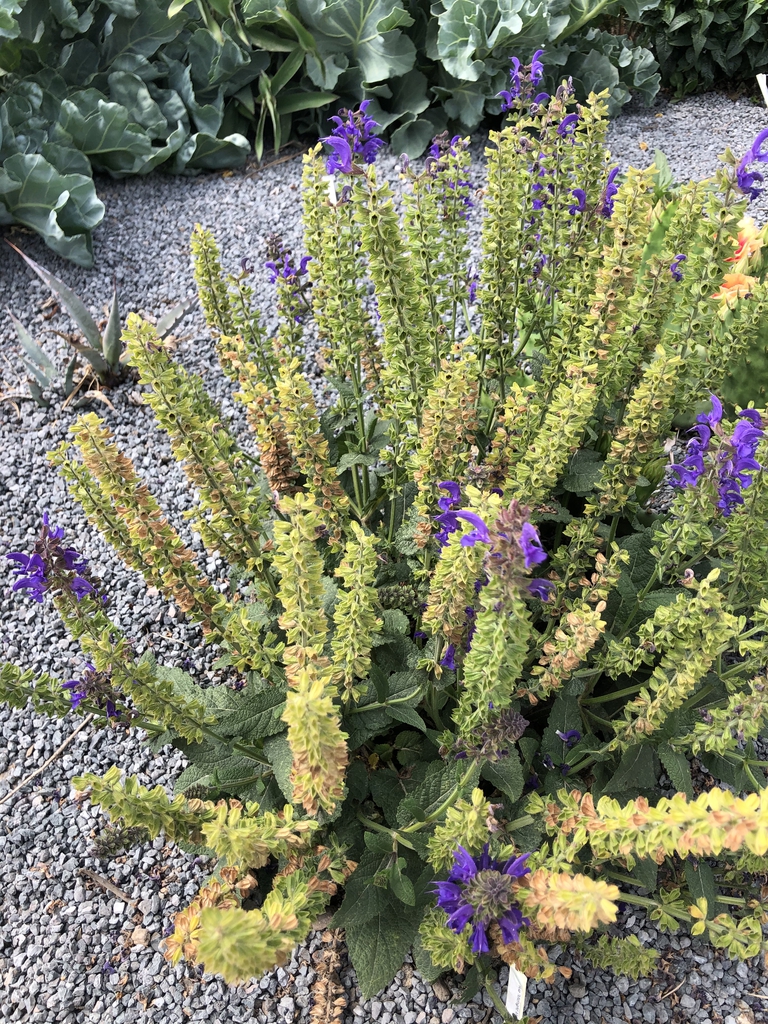 Spikes with most flowers fallen. Green calyces remain.