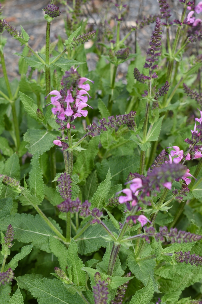 spikes of pink flowers