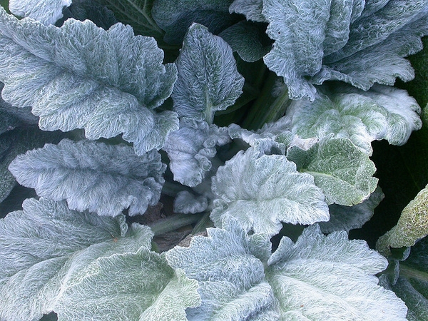 Rosette of silvery hairy leaves.