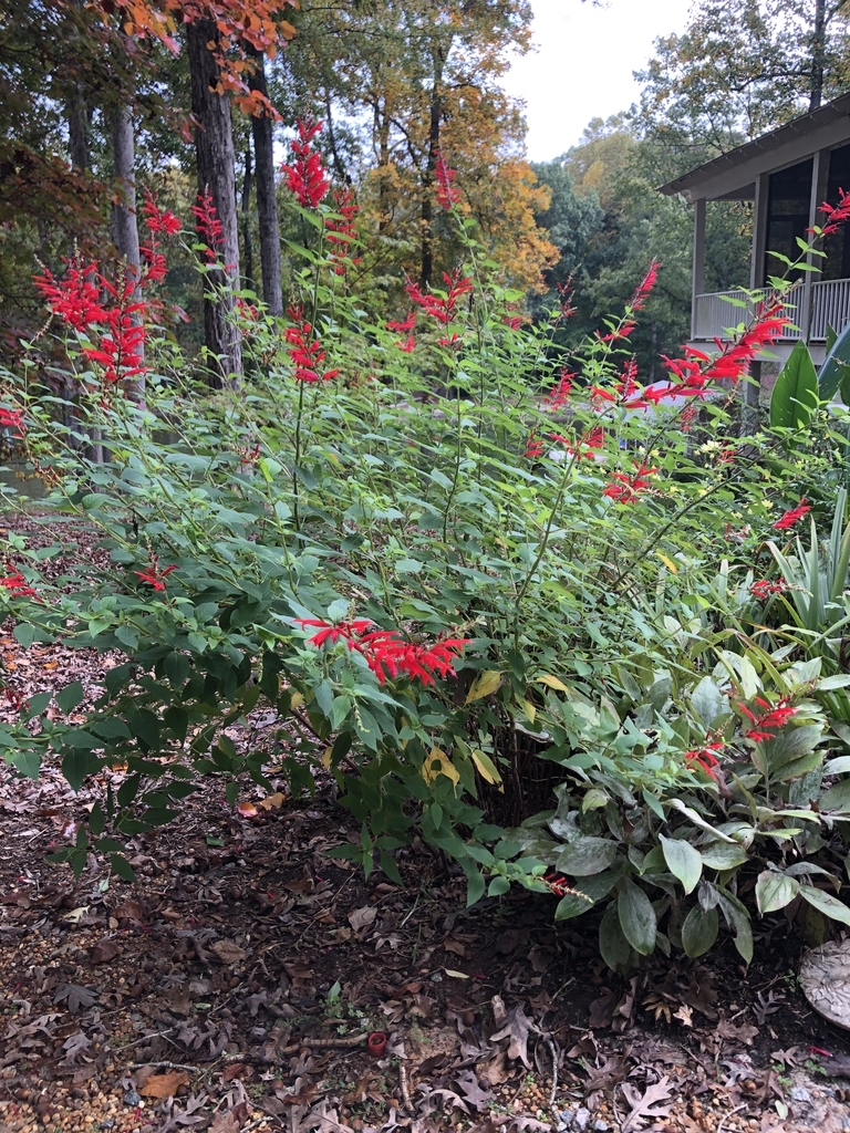 Subshrub with opposite, ovate leaves & spikes of red flowers.
