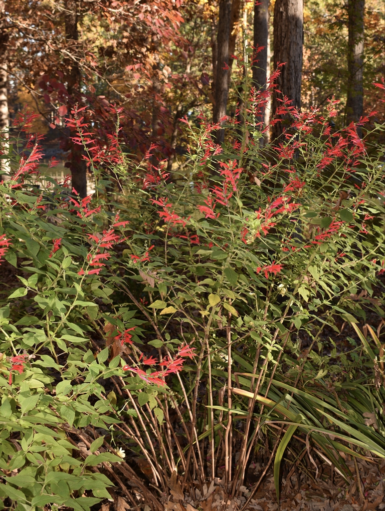 Subshrub with opposite, ovate leaves & spikes of red flowers.