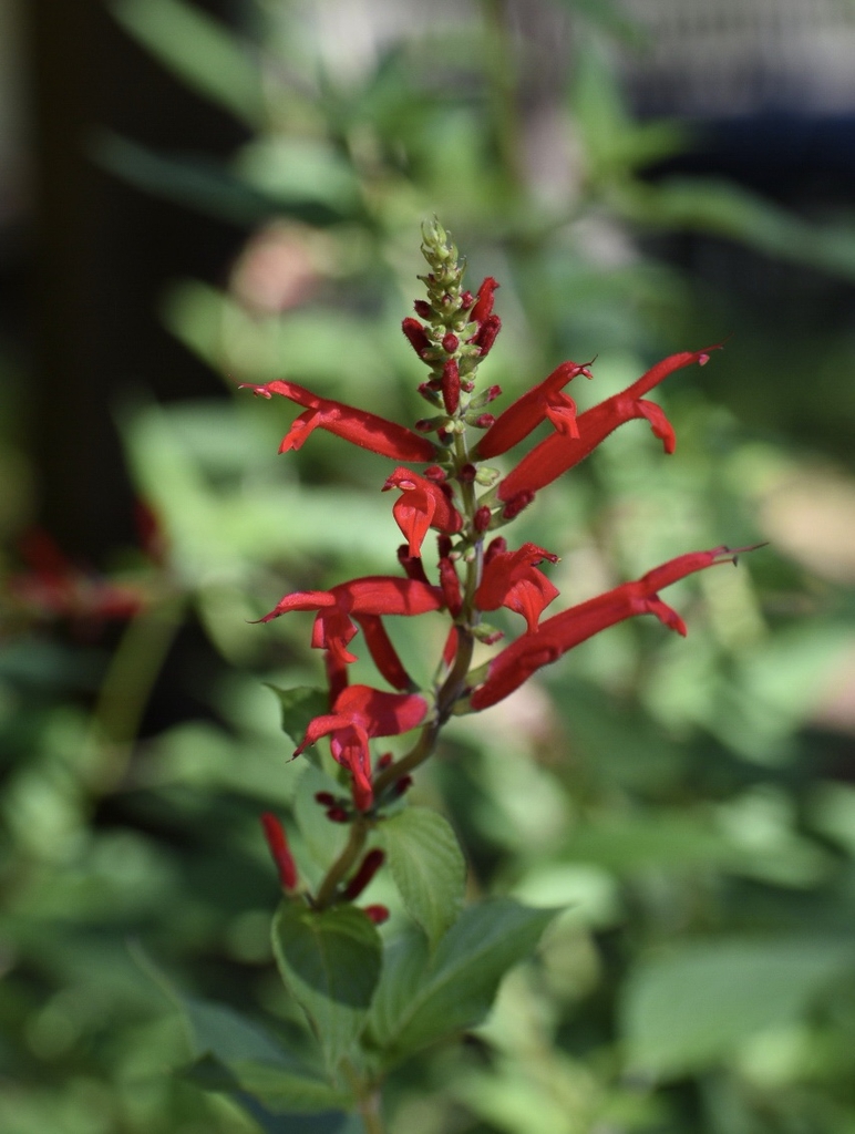 Spike of red, 2-lipped flowers.