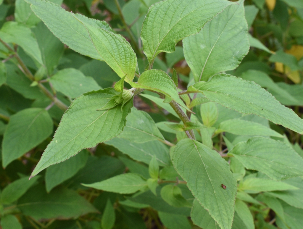 Leafy shoots with opposite, ovate leaves.