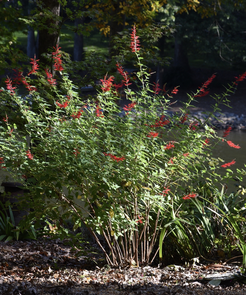 Subshrub with opposite, ovate leaves & spikes of red flowers.