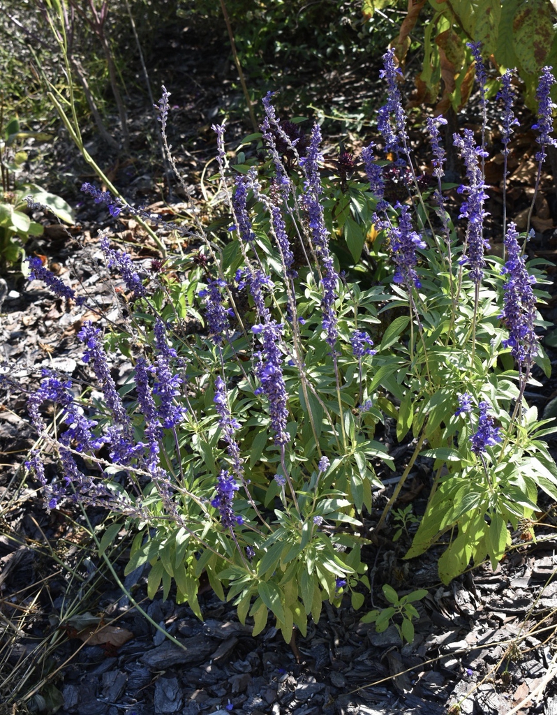 Low plants with spikes of deep purple blue flowers.