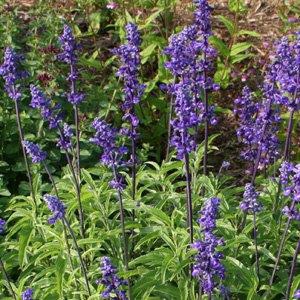 Low plants with spikes of deep purple blue flowers.