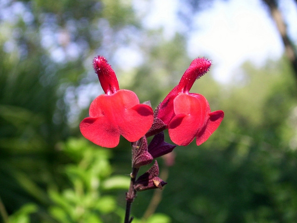 Bright red showy 2-lipped flowers