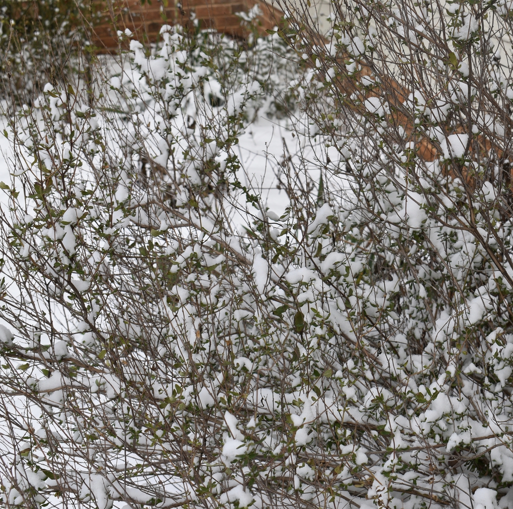 Snow-dusted subshrub with a few, small evergreen leaves.