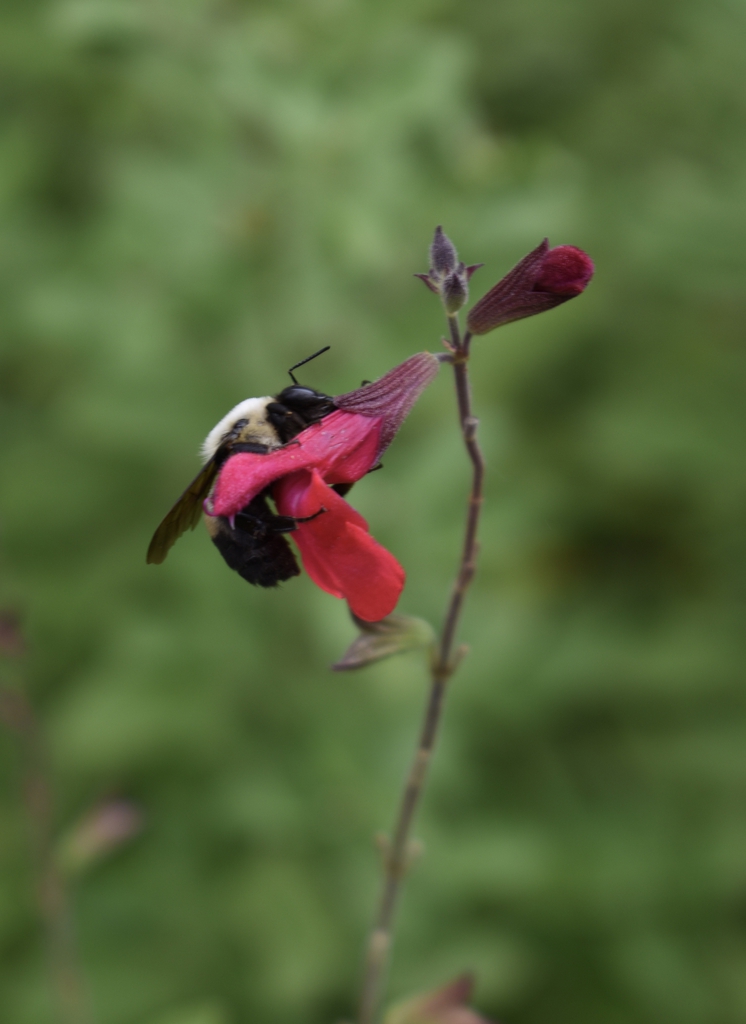 Large bee is chewing through the floral tube to steal nectar.