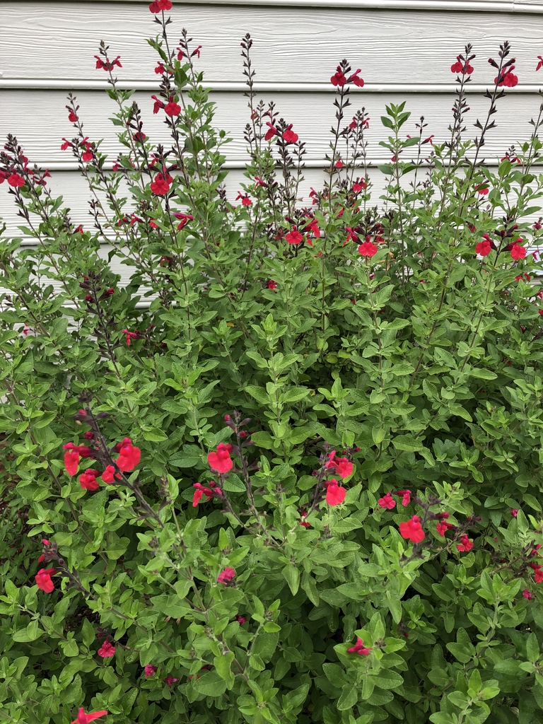 Subshrub with opposite, ovate leaves & spikes of pink flowers.