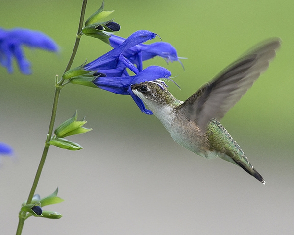 Hummingbird on feeding on blue, tubular flowers.