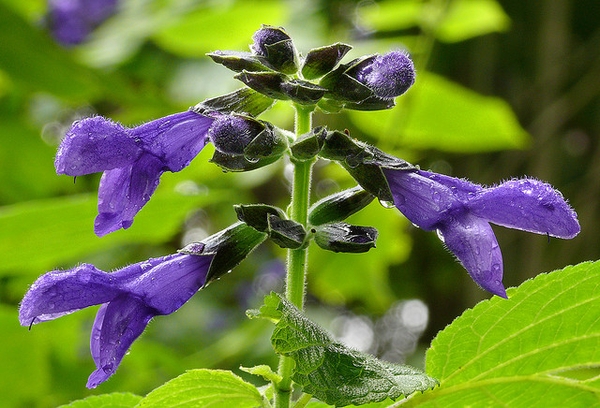 showy, blue, 2-lipped flowers.