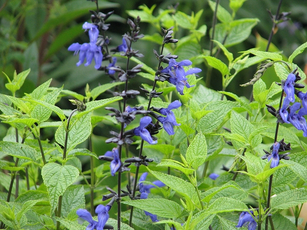Spikes of showy blue, 2-lipped flowers with nearly black calyces