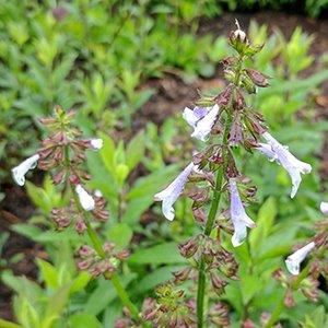 Erect spike of pale lavender flowers.