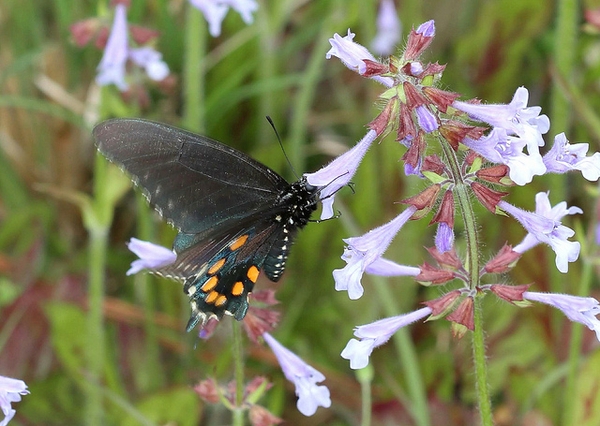 Pale lavender trumpet-shaped flowers visited by a butterfly
