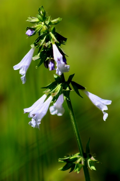 Erect spike of pale lavender flowers.