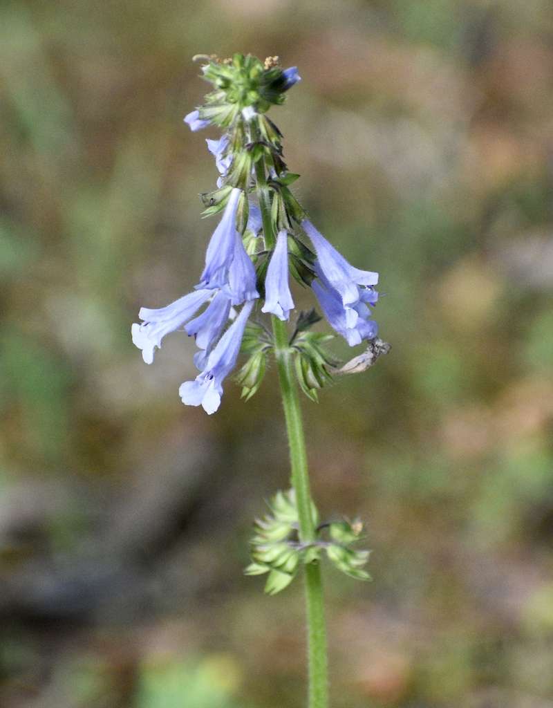 Erect spike of pale blue flowers.