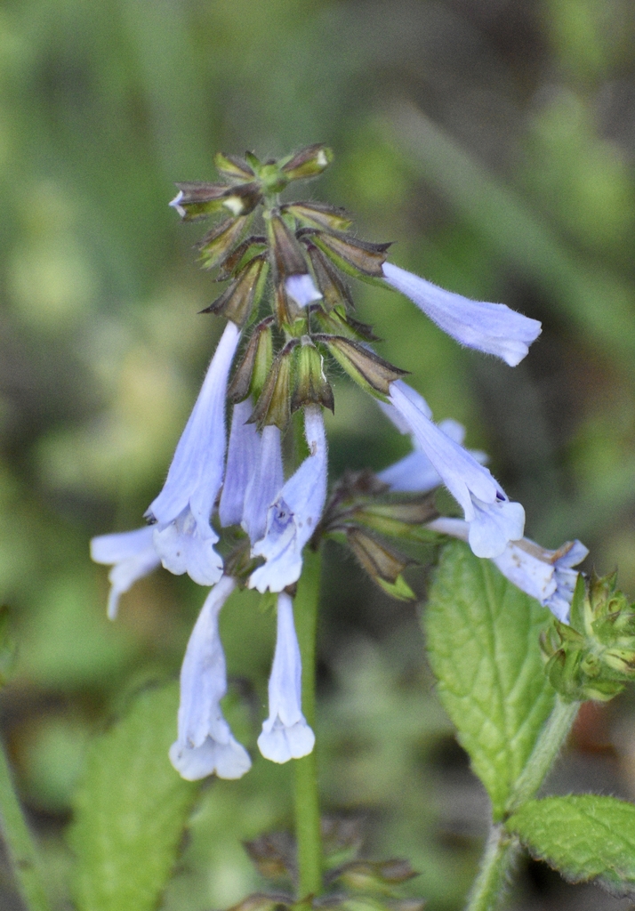 Erect spike of pale blue flowers.