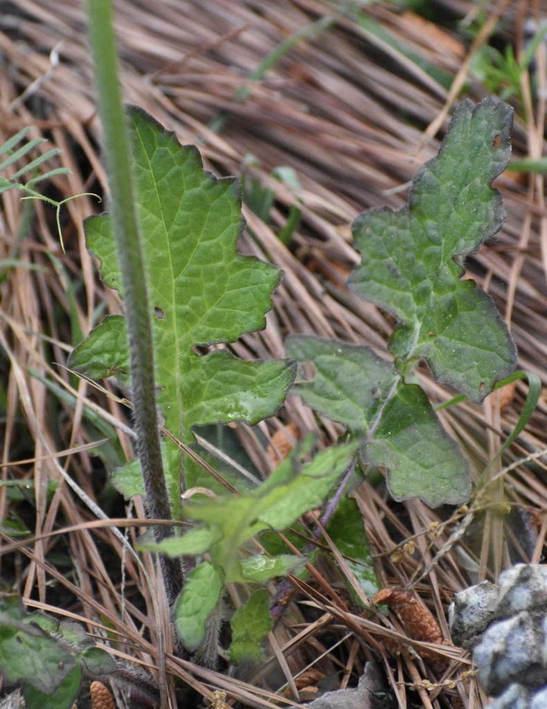 Oblanceolate leaves with large marginal lobes.