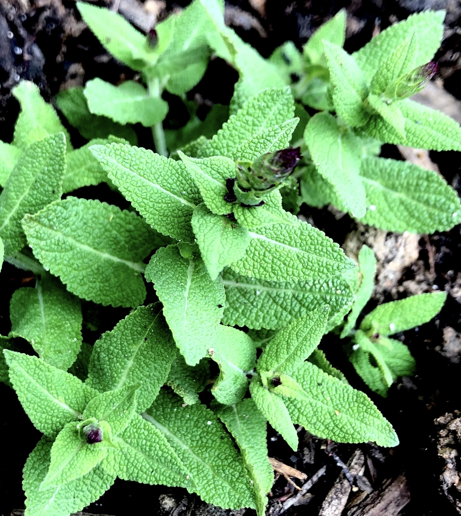 Opposite decussate ovate leaves.