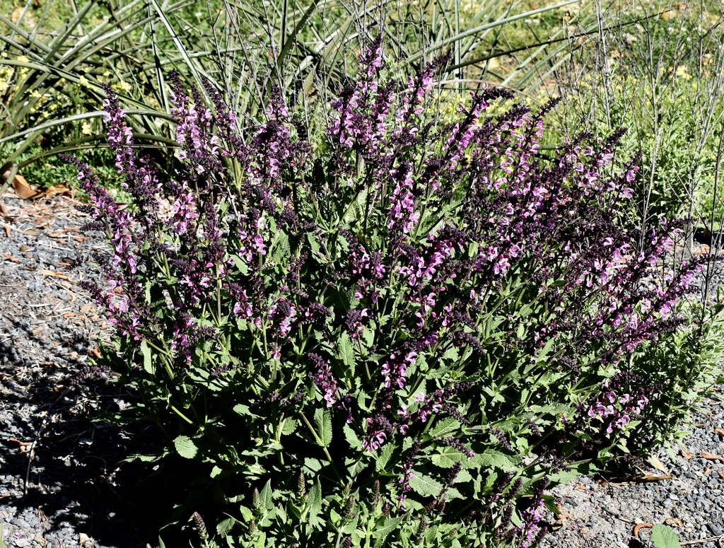 low plant with erect spikes of small pink flowers.