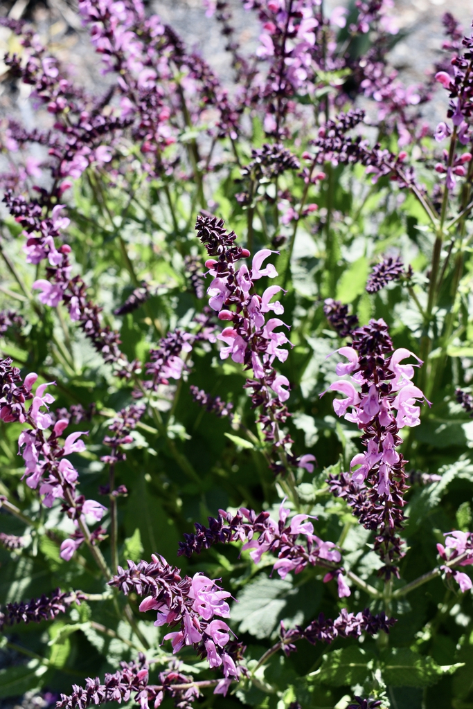 Erect spikes of small pink flowers.