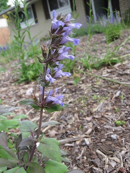 Spike of lavender flowers; leaves tinged with purple.