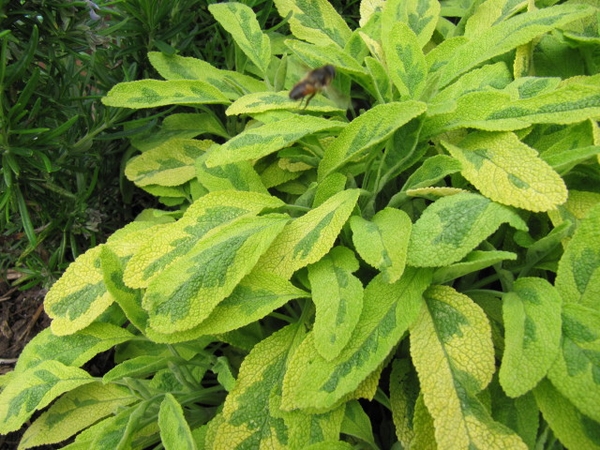 Gray-green, slightly fuzzy leaves variegated with chartreuse.