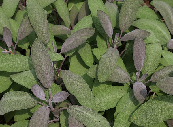 Foliage. Simple leaves tinged with purple.