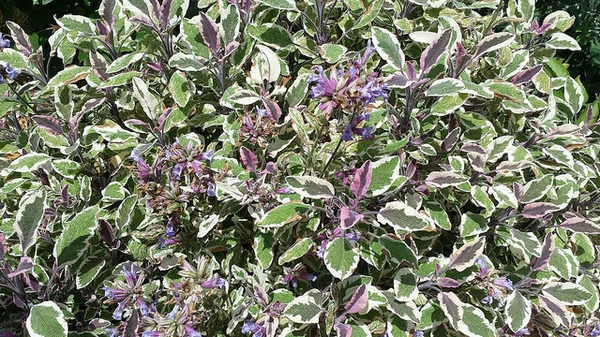 Ovate, gray-green, slightly fuzzy leaves tinged with purple.