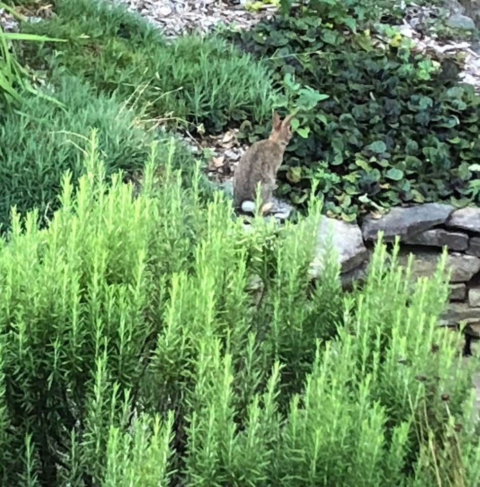 low shrub with upright branches and needle leaves.