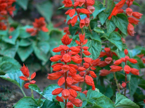 small plant with spikes of red flowers.