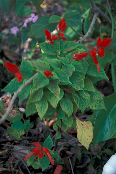small plant with spikes of red flowers.