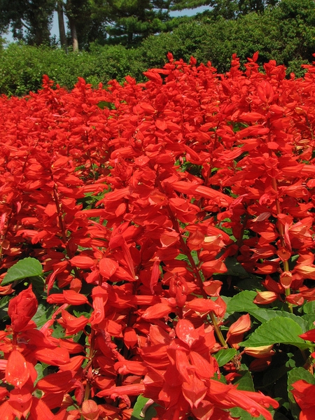 Vivid red spikes of flowers obscure the plant.