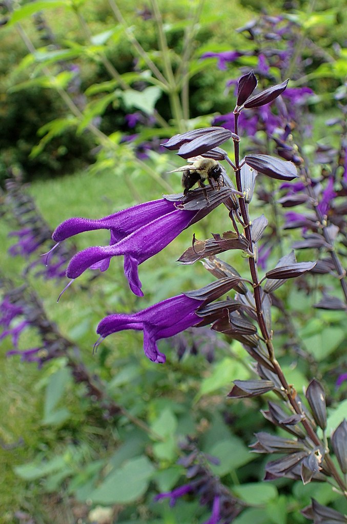 Large bee is chewing through the floral tube to steal nectar.