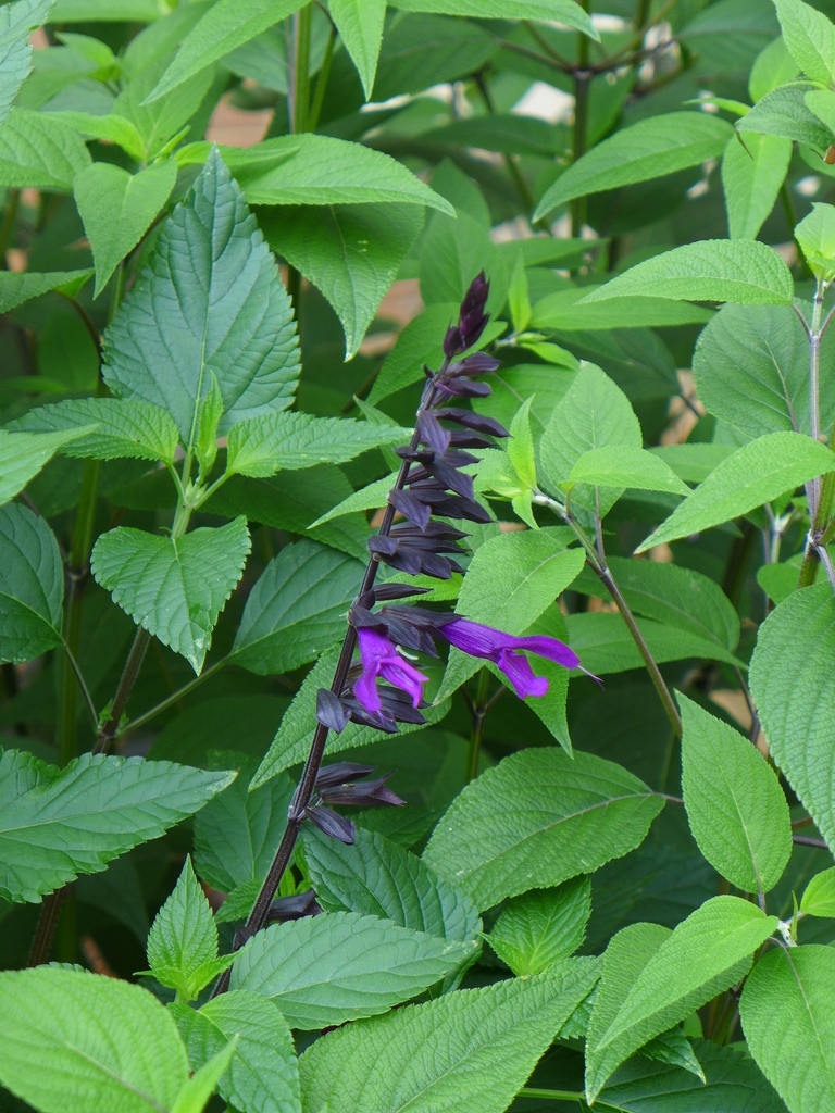 Dark violet, 2-lipped flower emerging from a green-black calyx.