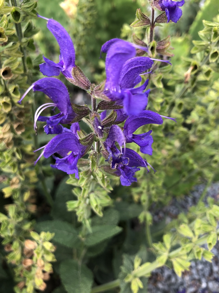 Dense spikes of midnight blue flowers