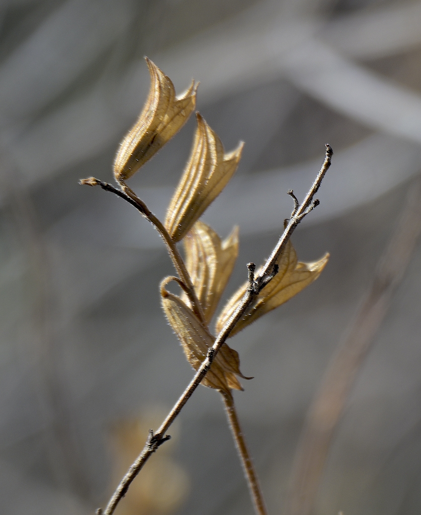 brown persistant calyxes on stem January