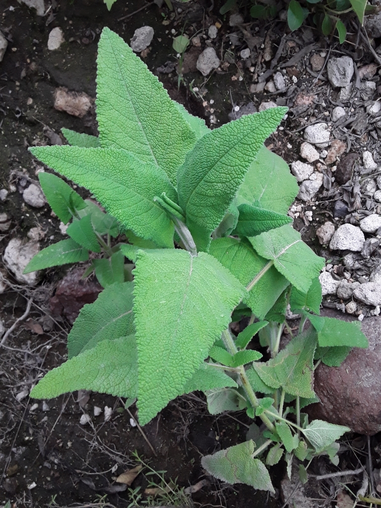 Leafy shoot with opposite, decussate, arrow-shaped leaves.
