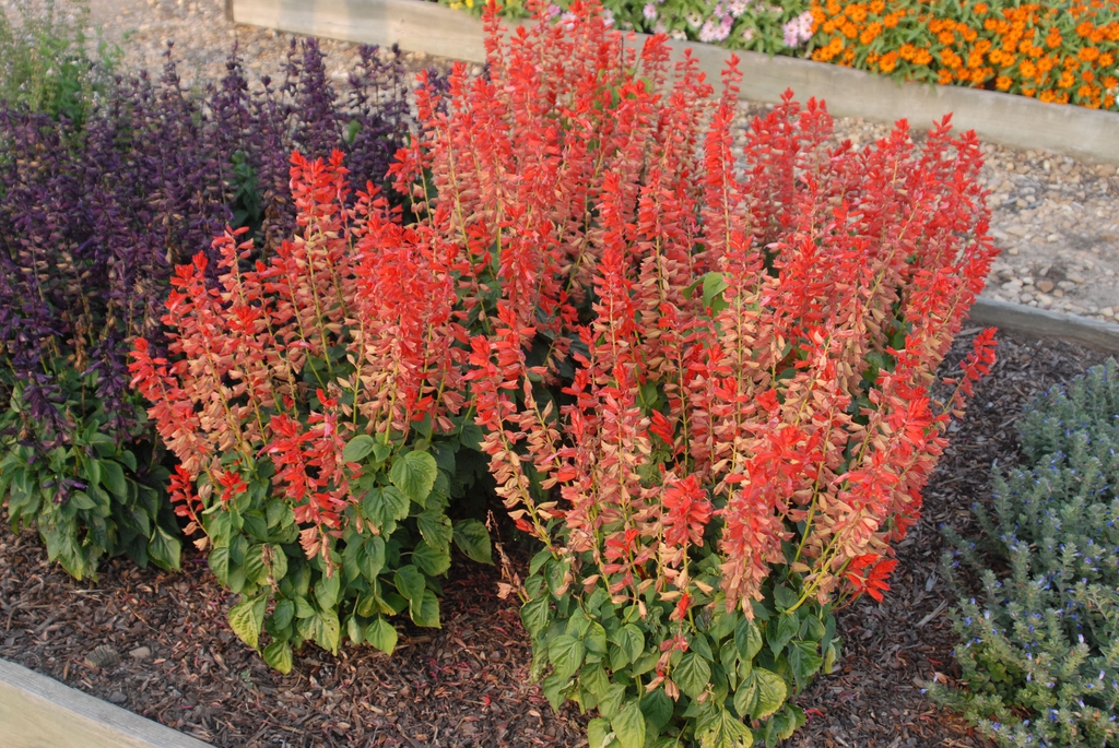 Red bedding salvia