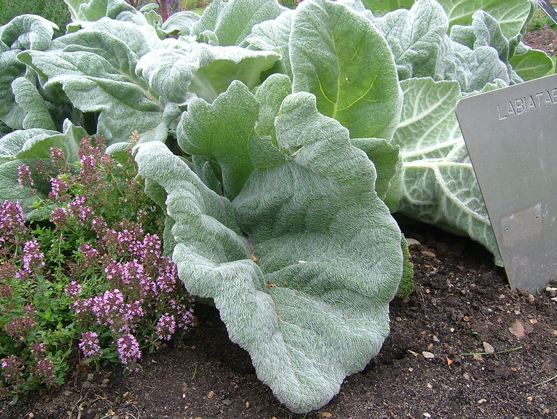 Silvery, hairy leaf near ground level