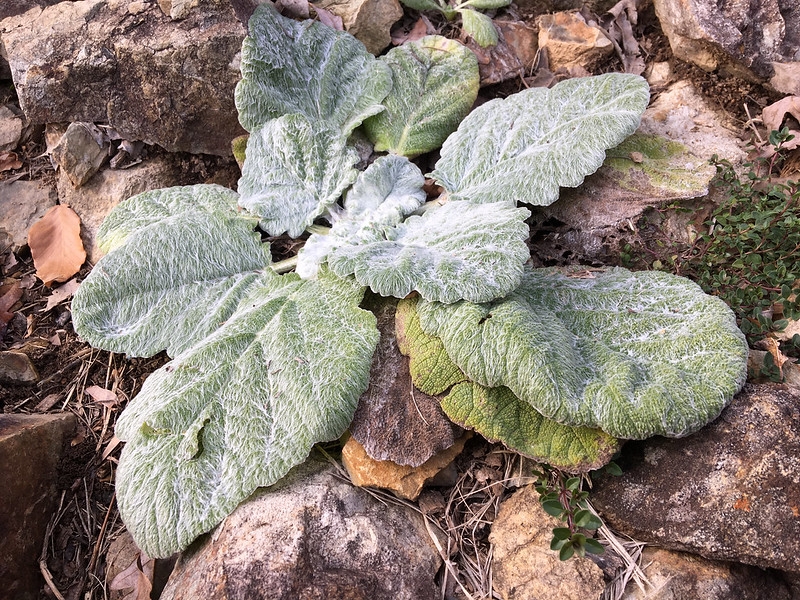 Rosette of silvery hairy leaves.