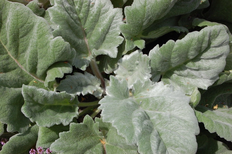 Rosette of silvery hairy leaves.