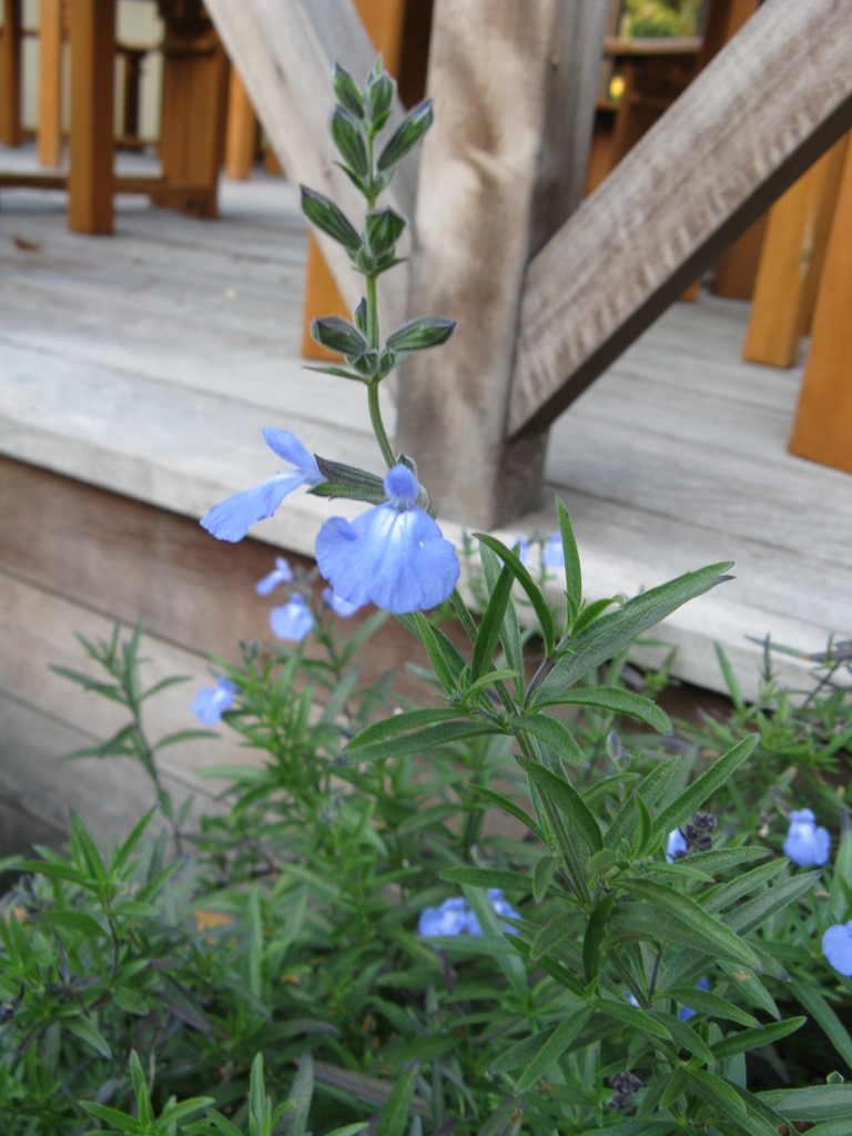 Narrow-leaf plant producing spike of pale blue 2-lipped flowers.