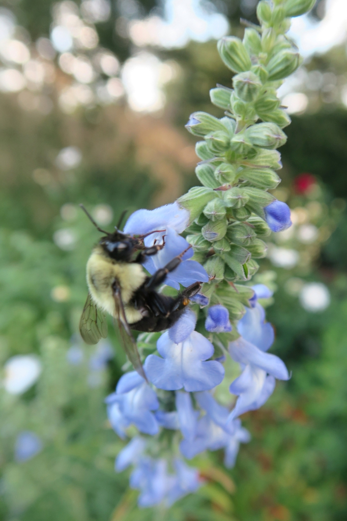 Spike of pale blue flowers. A large bee visits a flower.
