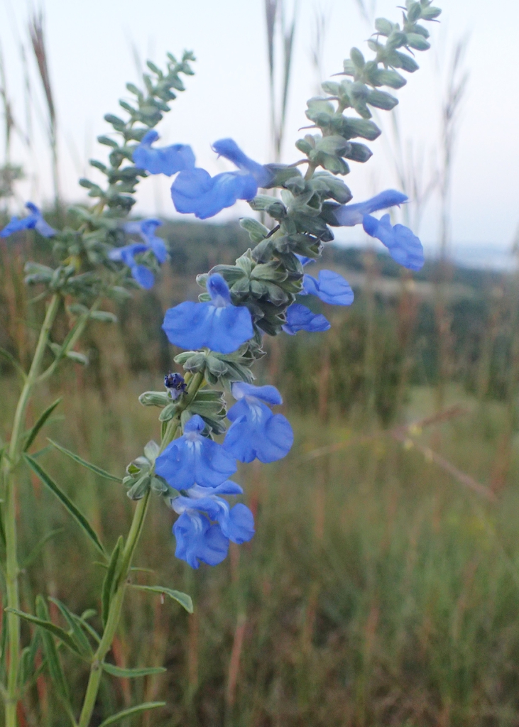 Spikes of pale blue 2-lipped flowers.