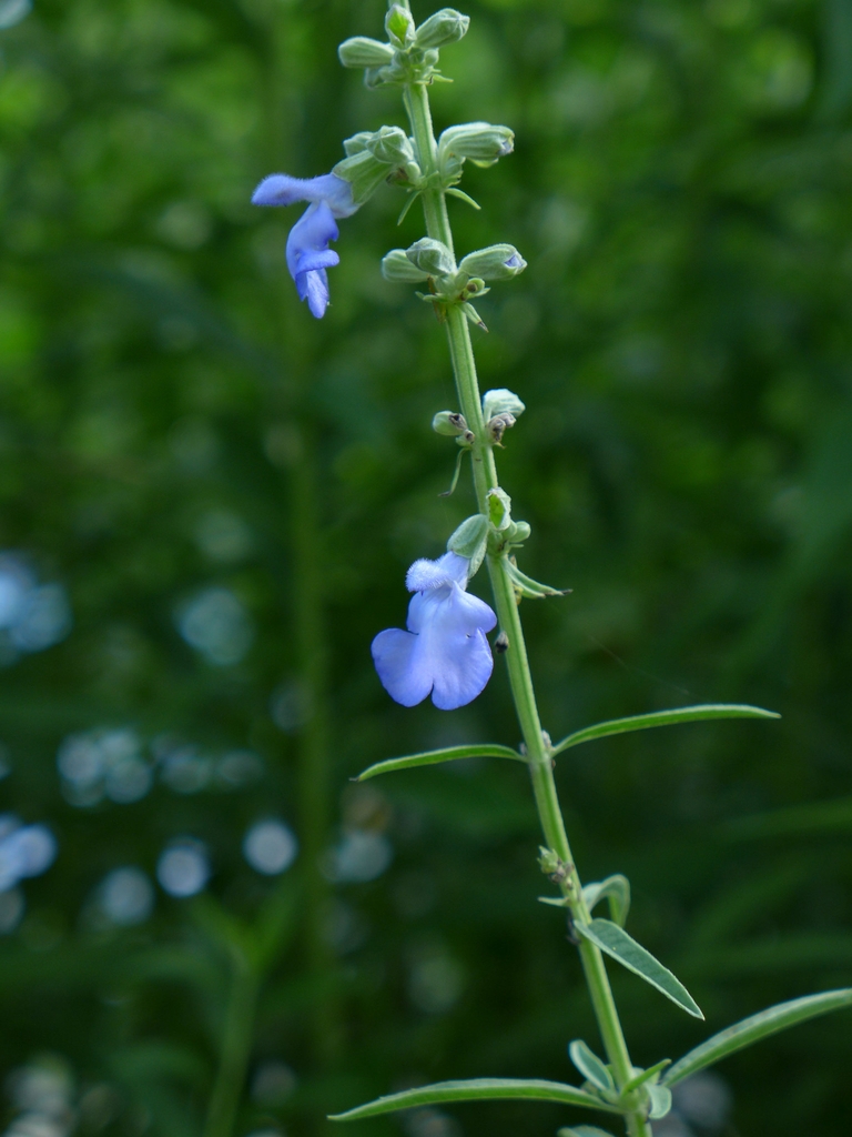 Flower spike with several pale blue flowers.
