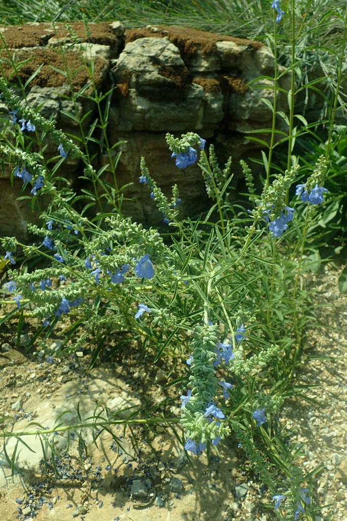 Sparsely branched subshrub with pale blue flowers.