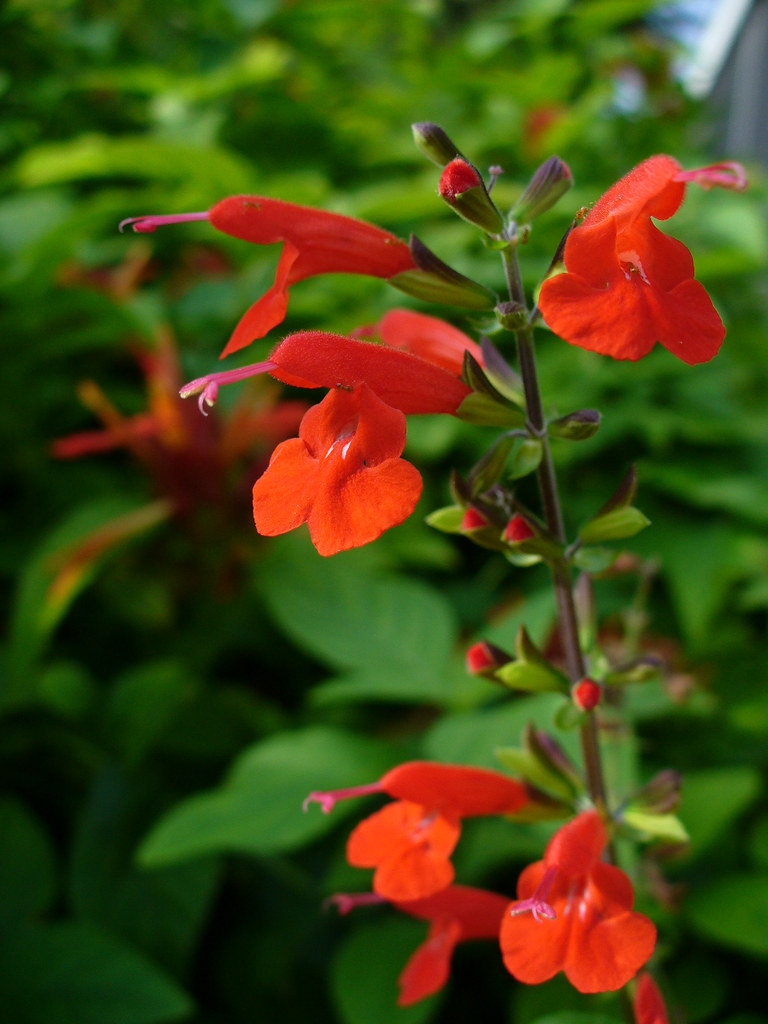 Flower spike with bright red flowers.